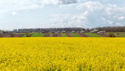 Obraz premium Rapeseed field with blue sky and white clouds