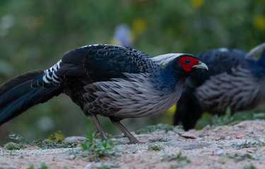 Naklejka premium Khaleej Pheasant male bird perching on tree at Sattal, Uttarakhand