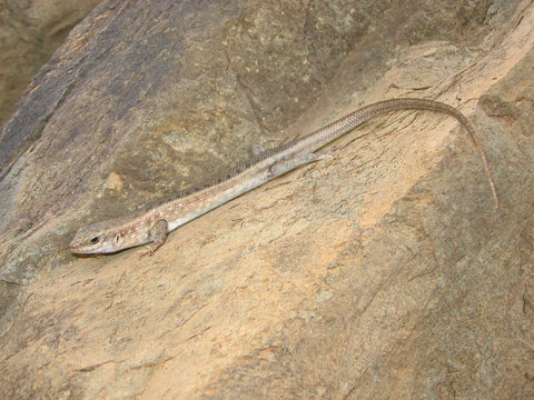 Chioninia spinalis is a species of skink in the family Scincidae. It is endemic to the Cape Verde Islands, this specimen belongs to the subspecies of Boavista island. 