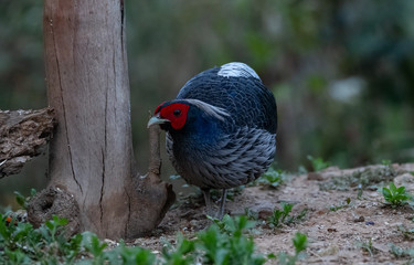 Khaleej Pheasant (Lophura leucomelanos) bird photographed in Sattal, Uttarakhand, India