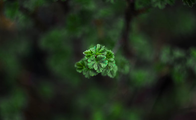 gooseberry leaf on a branch