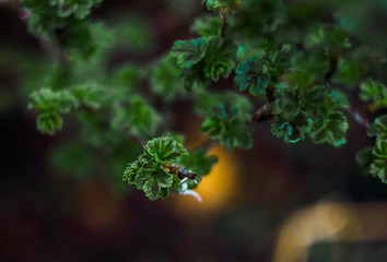 the leaves of gooseberries on a branches