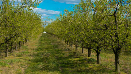 WIOSENNY SPACER PO SADZIE