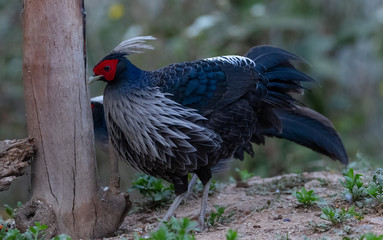 Khaleej Pheasant (Lophura leucomelanos) bird photographed in Sattal, Uttarakhand, India