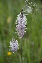 Field meadow foxtail purple flower