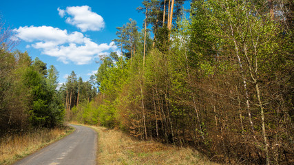 Obraz premium SPACER PO LESIE