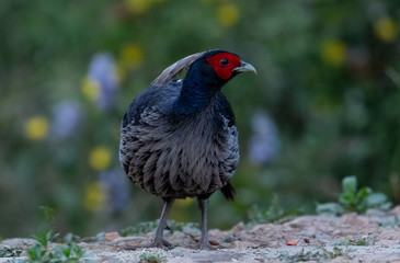 Khaleej Pheasant (Lophura leucomelanos) bird photographed in Sattal, Uttarakhand, India