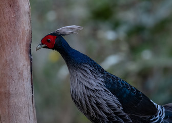 Khaleej Pheasant (Lophura leucomelanos) bird photographed in Sattal, Uttarakhand, India