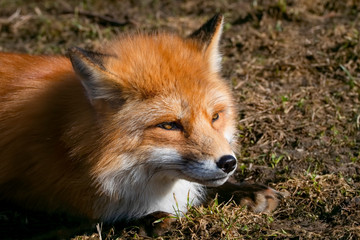 Pensive wild red fox on dry grass in the field