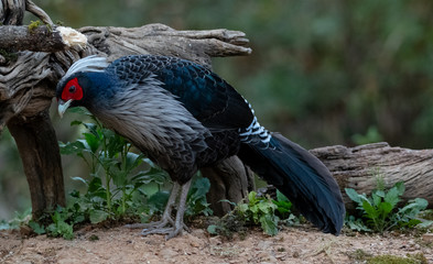 Khaleej Pheasant (Lophura leucomelanos) bird photographed in Sattal, Uttarakhand, India