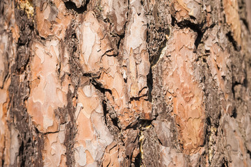 Natural texture of pine bark. Natural background of the bark of a Christmas tree close-up.