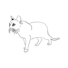 Vector black contour doodle cute cat.Isolated on a white background. hand drawn.