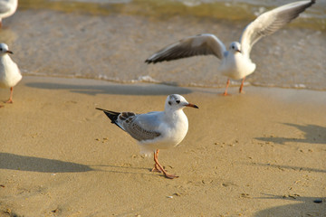 Seagull walking under dusk in Haeundae Beach, Busan, South Korea Asia.