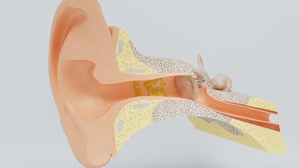 3d render structures of the human ear with the image of all the components often