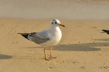 Seagull walking under dusk in Haeundae Beach, Busan, South Korea Asia.