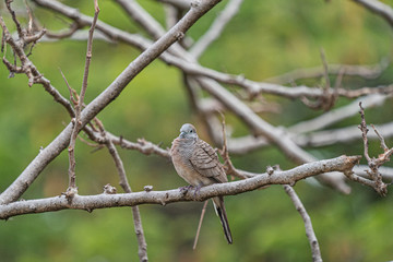 Zebra Dove in public park, Chatuchak Bangkok Thailand
