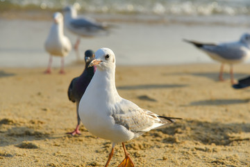 Seagull walking under dusk in Haeundae Beach, Busan, South Korea Asia.