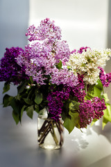 Vertical picture of bouquet of white, purple and violet lilac in glass jar on gray background with hard light. Spring lilac floral blossom background. Allergen. Allergy time. Allergic. Aroma