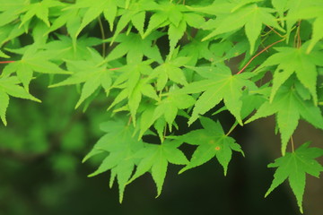 鮮やかな青紅葉