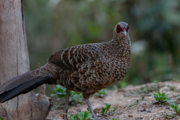 Khaleej Pheasant (Lophura leucomelanos) bird photographed in Sattal, Uttarakhand, India