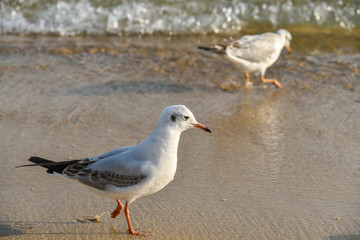 Seagulls at Haeundae Beach, Busan, South Korea, Asia