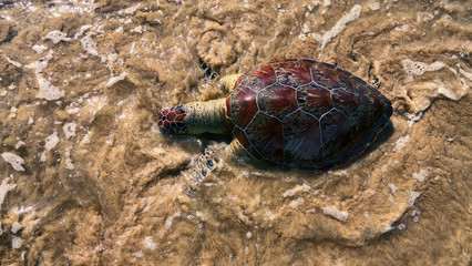 This sea turtle - Loggerhead turtle (Caretta caretta) is dying now as result of pollution of sea