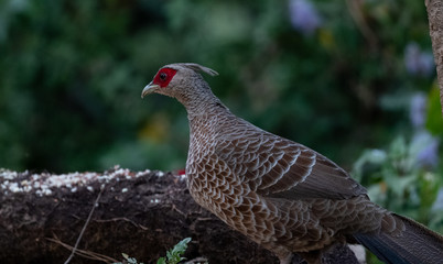 Khaleej Pheasant (Lophura leucomelanos) bird photographed in Sattal, Uttarakhand, India