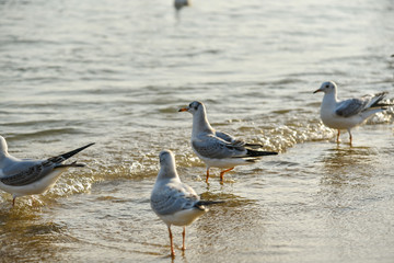 Seagulls at Haeundae Beach, Busan, South Korea, Asia