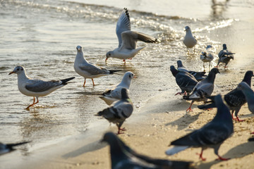 Fototapeta premium Seagulls at Haeundae Beach, Busan, South Korea, Asia