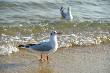 Seagulls at Haeundae Beach, Busan, South Korea, Asia