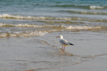 Seagulls at Haeundae Beach, Busan, South Korea, Asia