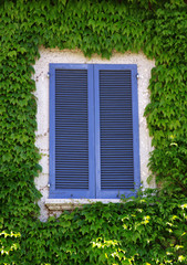 Closed window with blue shades and green ivy