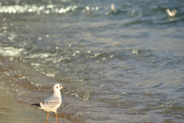 Seagulls at Haeundae Beach, Busan, South Korea, Asia