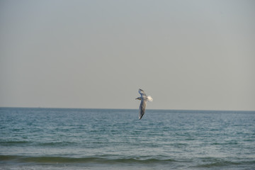 Flying seagull in Haeundae Beach, Busan, South Korea Asia.