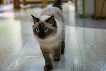 Berman cat walking around indoors
