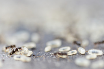 ant drags a chrysalis into an ant hill