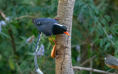 Portrait of Red-billed blue magpie( Urocissa erythrorhyncha) Perching on tree branch
