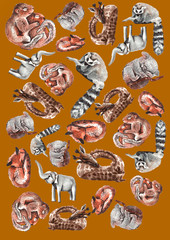 Animal pattern
