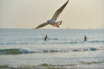 Fototapeta na wymiar Seagulls at Haeundae Beach, Busan, South Korea, Asia