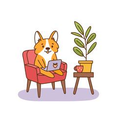 Welsh corgi dog sitting on a chair with a laptop, working at home. It can be used for card, brochures, poster, sticker etc. Vector image isolated on white background.
