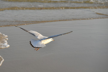 Flying seagull in Haeundae Beach, Busan, South Korea Asia.