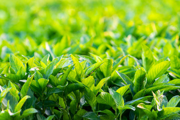 藍染の原料のアイ