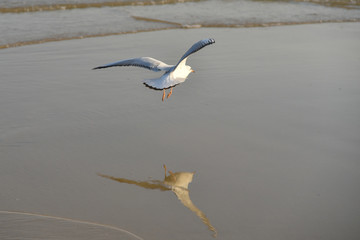 Seagulls at Haeundae Beach, Busan, South Korea, Asia