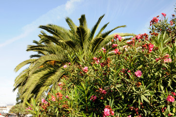 Oleander und Palmen