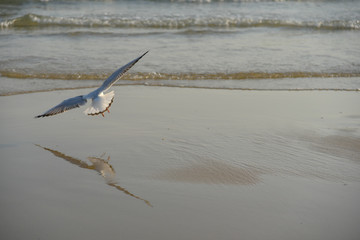 Flying seagull in Haeundae Beach, Busan, South Korea Asia.
