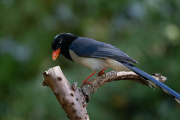 Portrait of Red-billed blue magpie( Urocissa erythrorhyncha) Perching on tree branch