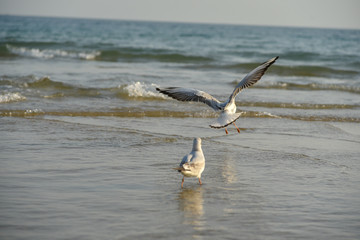 Seagull walking under dusk in Haeundae Beach, Busan, South Korea Asia.