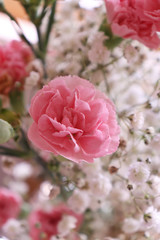 Fototapeta premium pink carnations