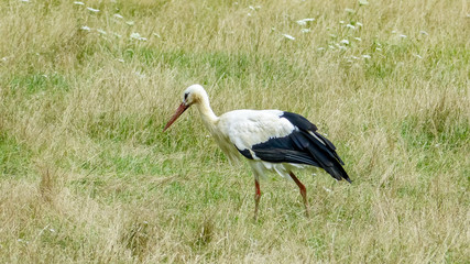 Storch