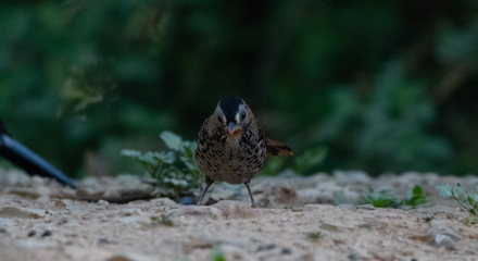 Rufous Chinned Laughing Thrush Bird portrait shot while sitting on the ground at Sattal, Uttrakhand